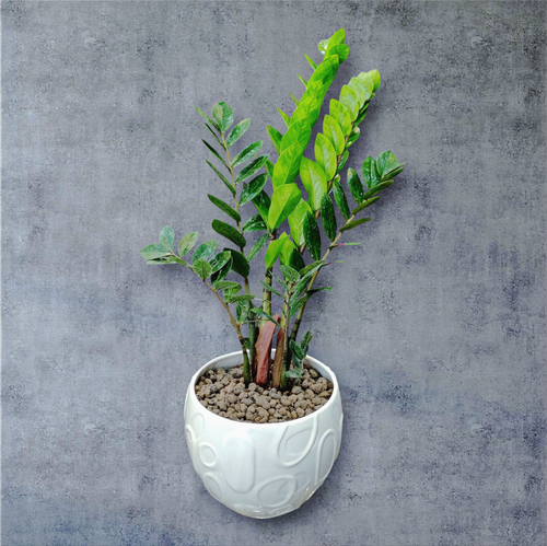 گیاه آپارتمانی زاموفیلیا سبز با گلدان سرامیکی مارال گل